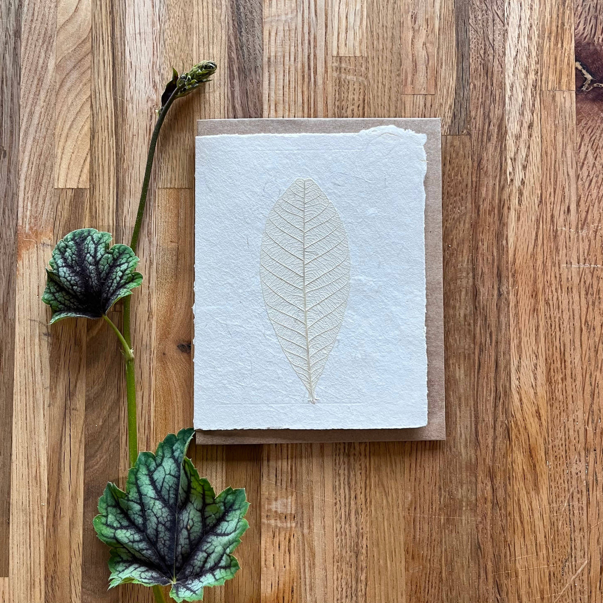 Skeleton Ficus Leaf greeting card