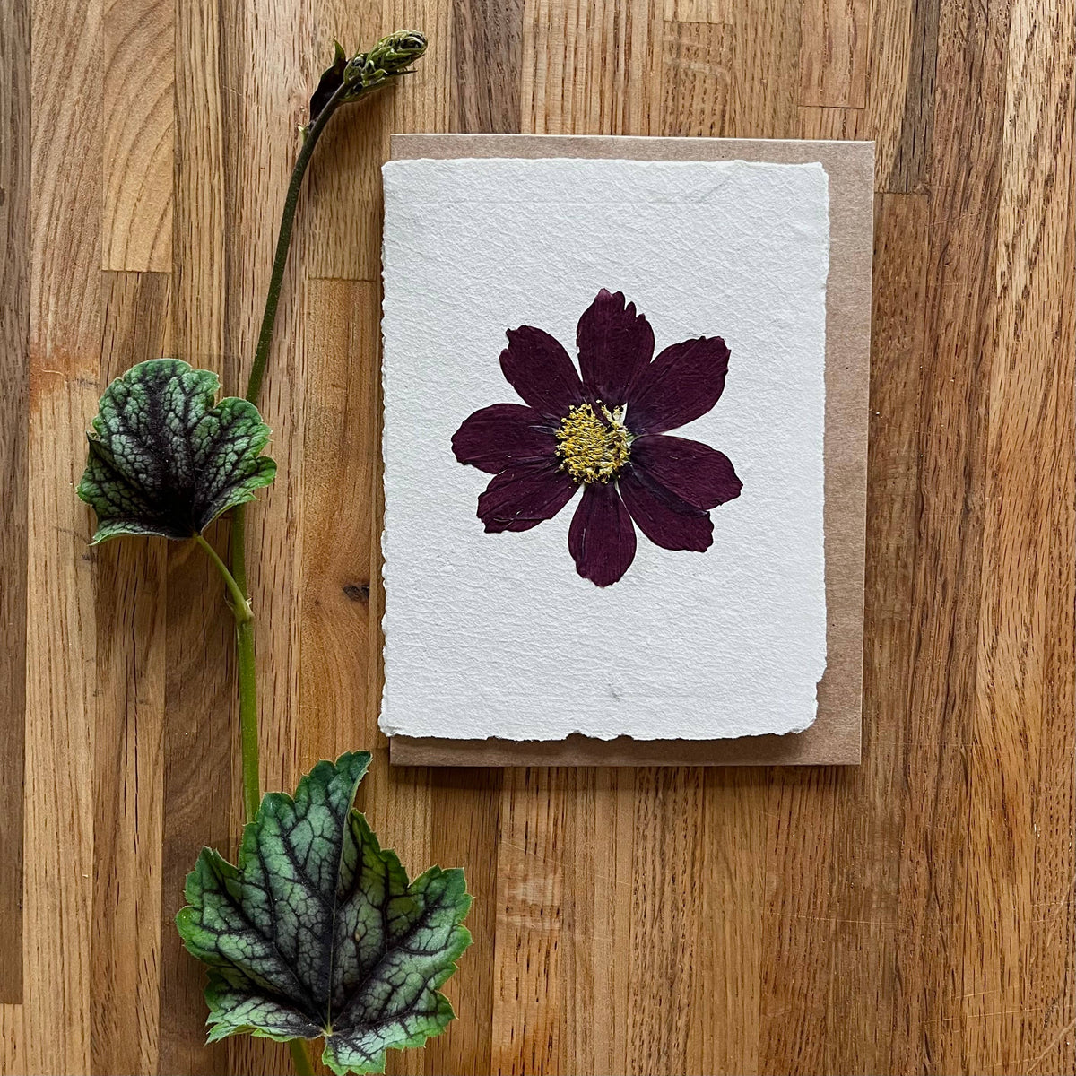 Cosmos pressed flower greeting card