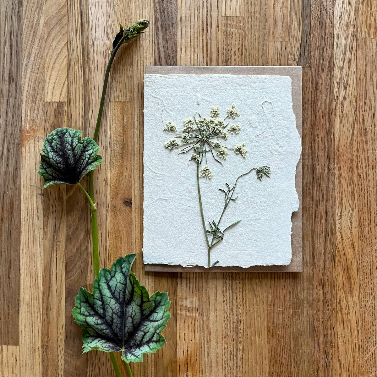 Queen Anne's Lace pressed flower greeting card